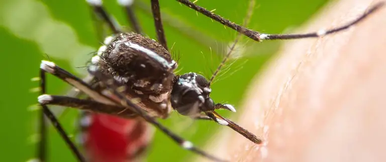 Close-up of mosquito biting skin