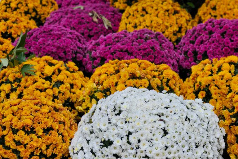 Rows of yellow, purple, and white garden mums