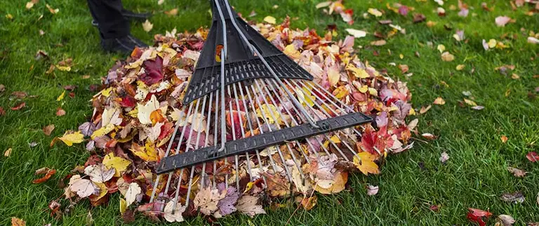 Fall leaves being raked up during yard cleanup