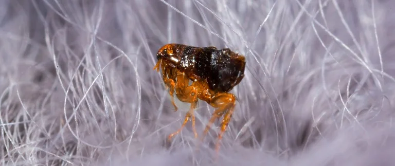 Close-up of a flea