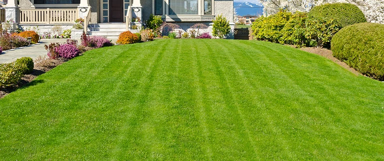 Established sod lawn after rooting