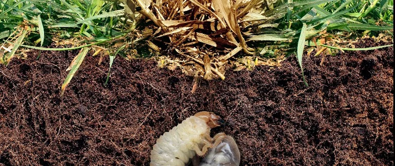 Grub in the soil under grass roots