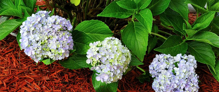Landscape bed with red mulch and fresh plantings