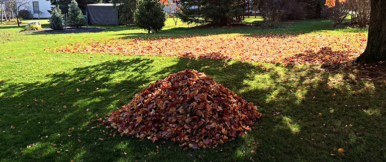 Heavy leaf piles covering a residential lawn