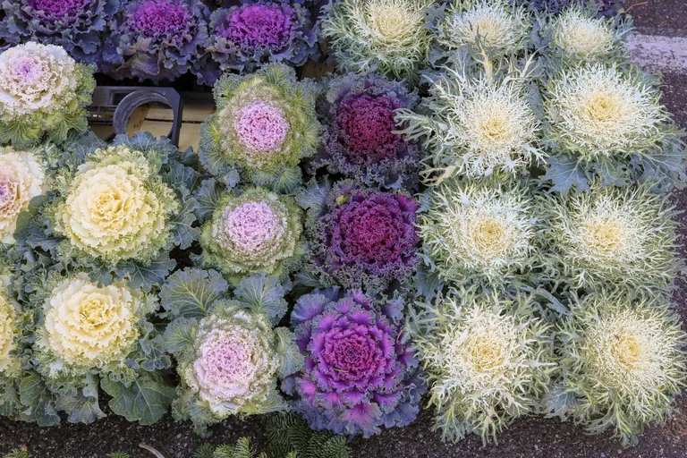 Ornamental kale and cabbage in purple, cream, and white
