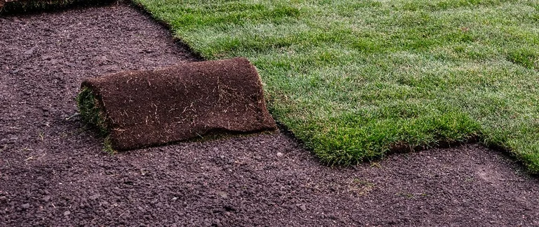 Fresh sod pieces laid on a lawn