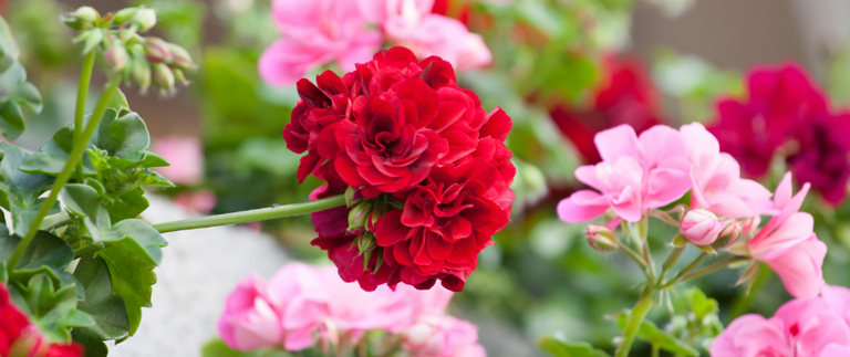 Colorful landscaping with pink and red flowers