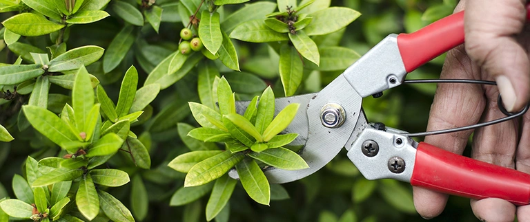 Professional pruning a shrub as part of lawn maintenance