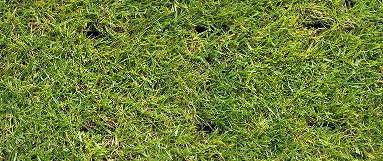 Recently aerated lawn showing soil cores