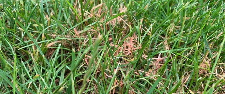 Red thread lawn disease on grass blades
