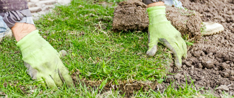 Sod being installed on a residential property