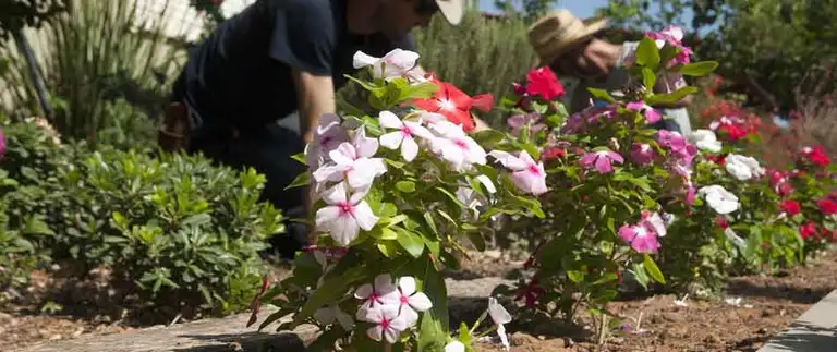 Landscape bed with spring annuals after cleanup