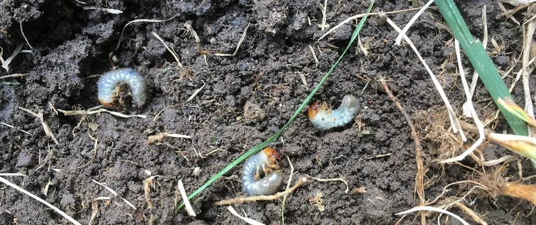 Three white grubs found in soil under a lawn