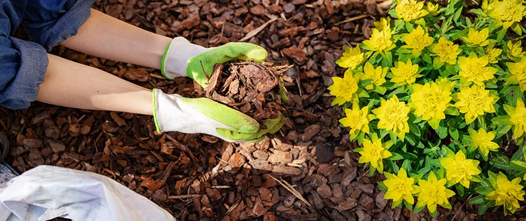 Mulch being spread over landscape bed to prevent weeds