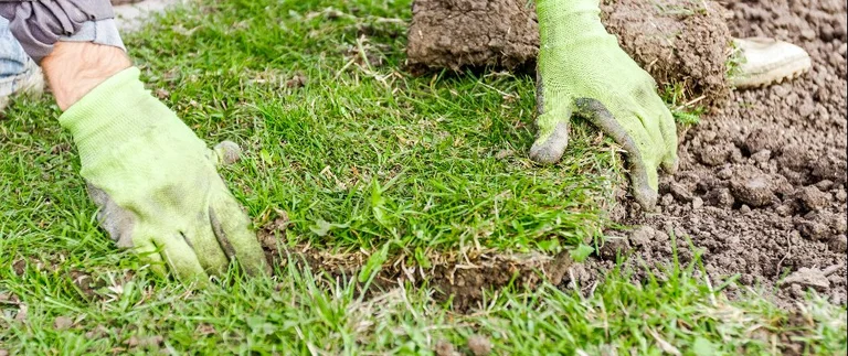 Worker installing sod on prepared soil