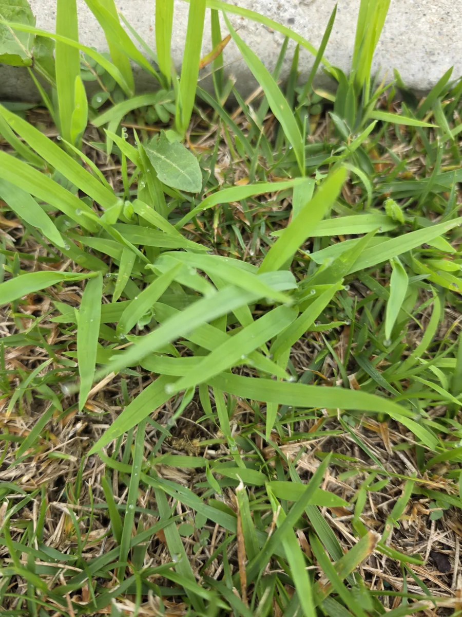 Close-up of crabgrass showing wide light green blades radiating from a central crown in a Hamilton County lawn