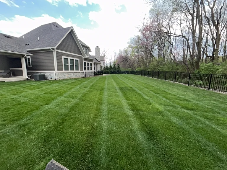 Weed-free striped lawn in Carmel showing results of split pre-emergent program