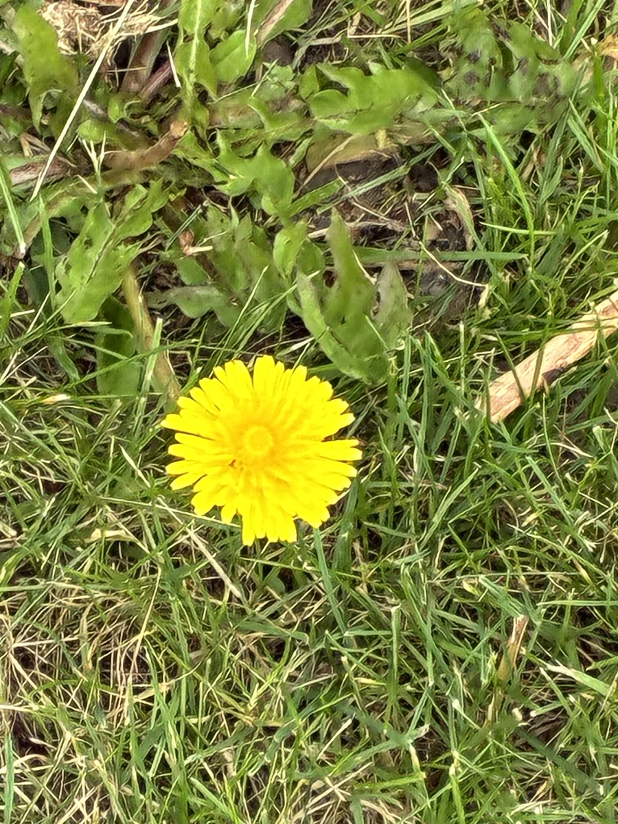 Close-up of a dandelion flower and lobed rosette leaves in a Hamilton County lawn
