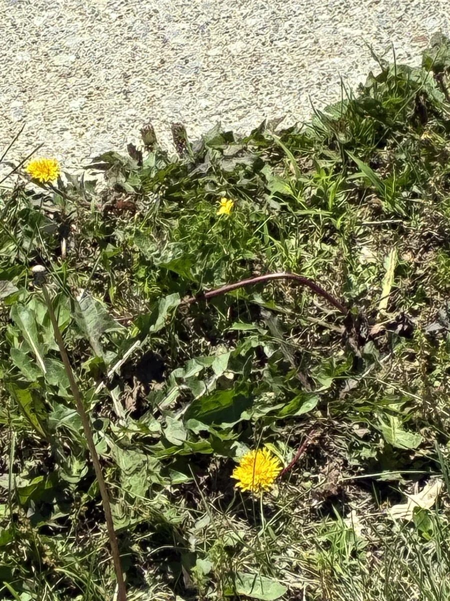Dandelions with lobed rosette leaves and yellow flowers growing along a pavement edge in Hamilton County, Indiana