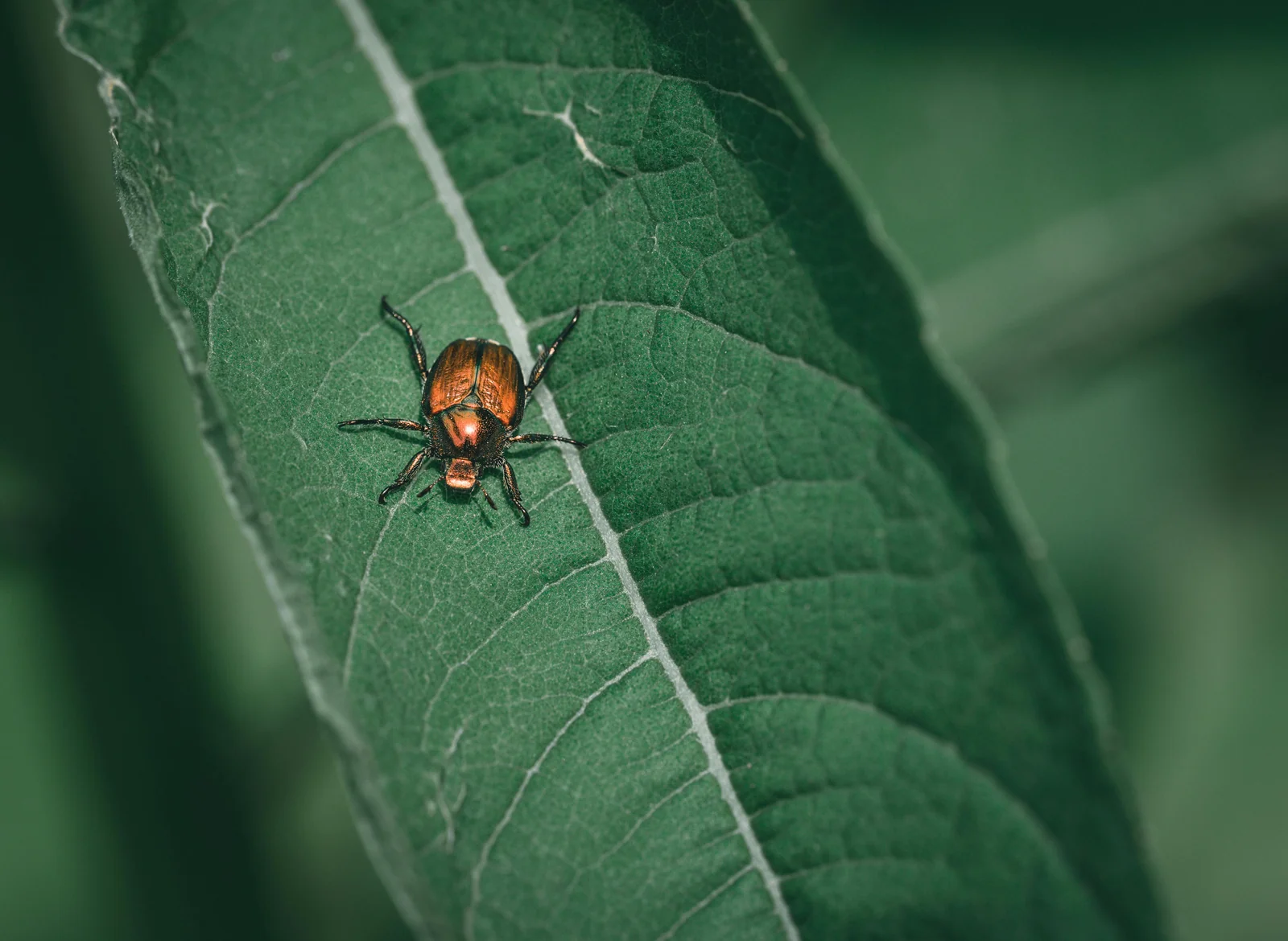 Close-up of an adult Japanese beetle on a leaf showing the metallic green head and copper colored wing covers