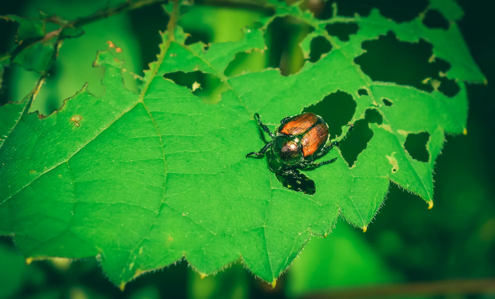 Japanese beetle feeding on a leaf with extensive skeletonized damage around it