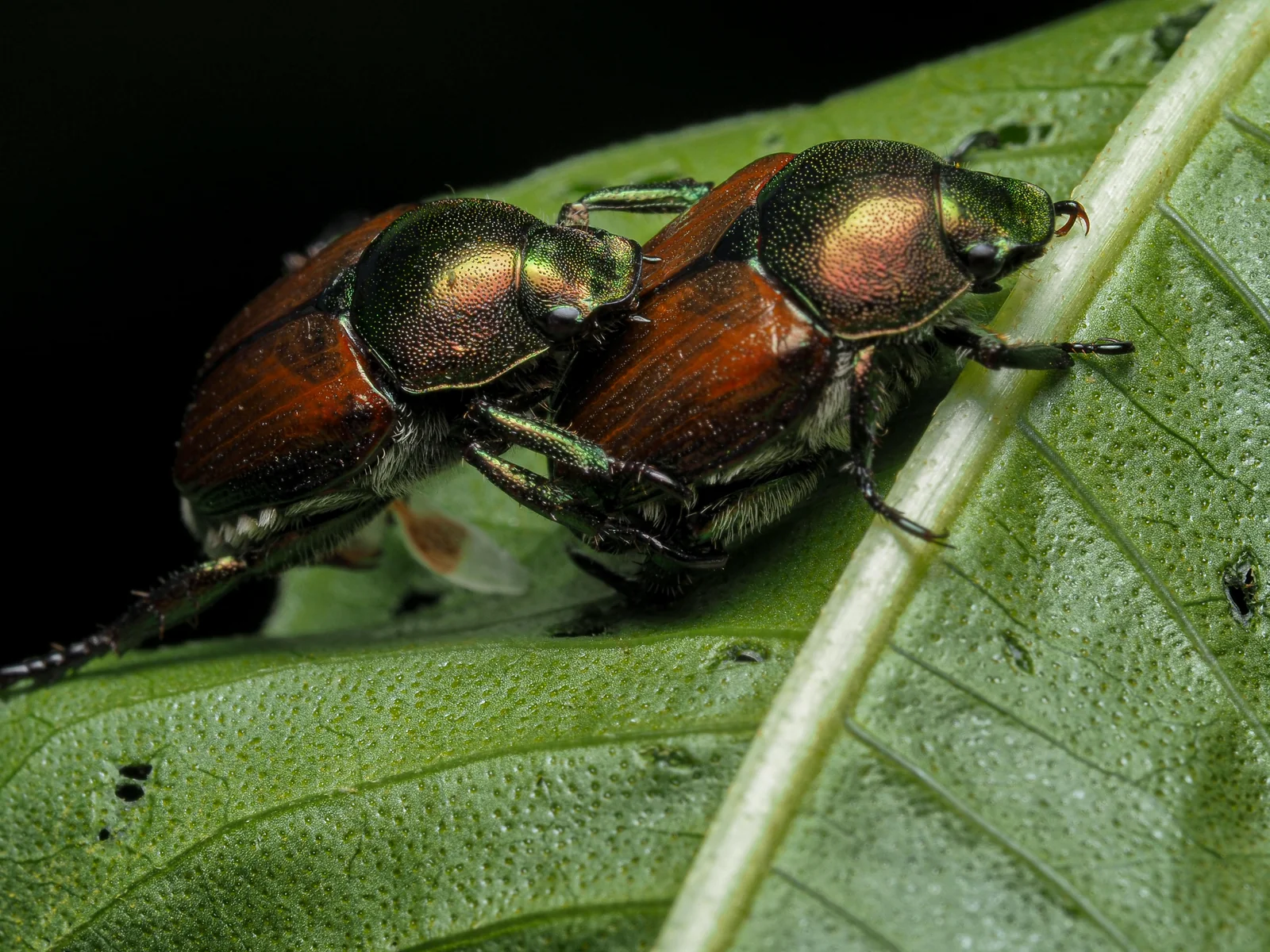 Two Japanese beetles aggregating on a leaf, the clustering behavior that signals a heavy infestation