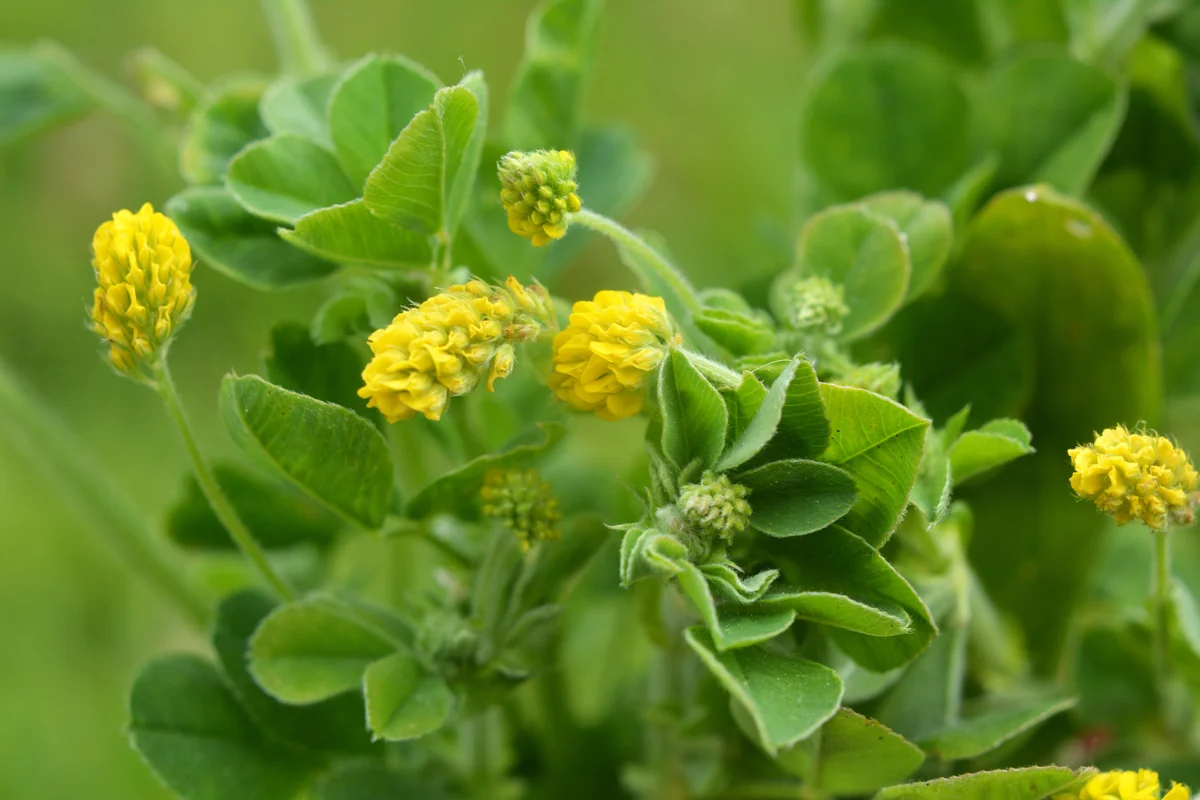 Black medic (Medicago lupulina) with bright yellow flower clusters and three small leaflets