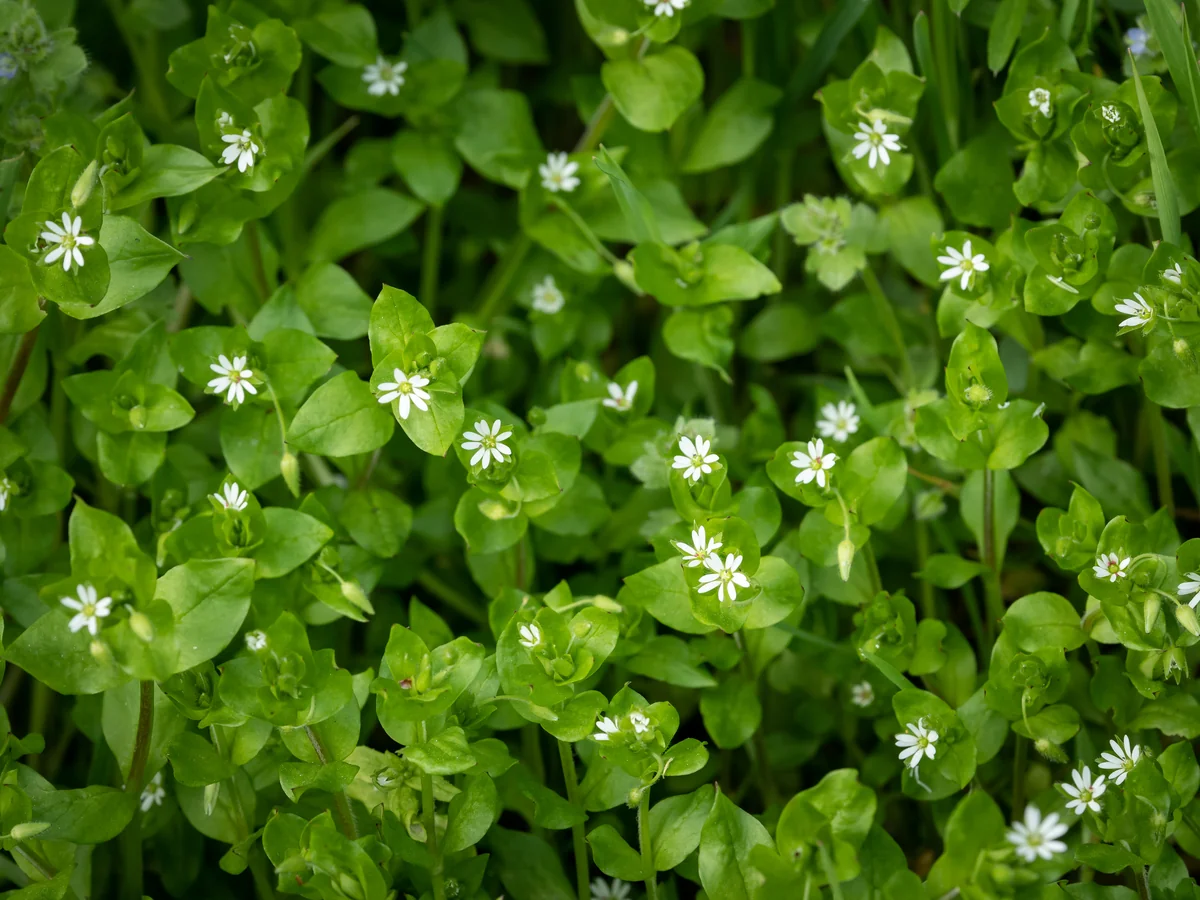 Common chickweed (Stellaria media) with small white star-shaped flowers and sprawling oval leaves