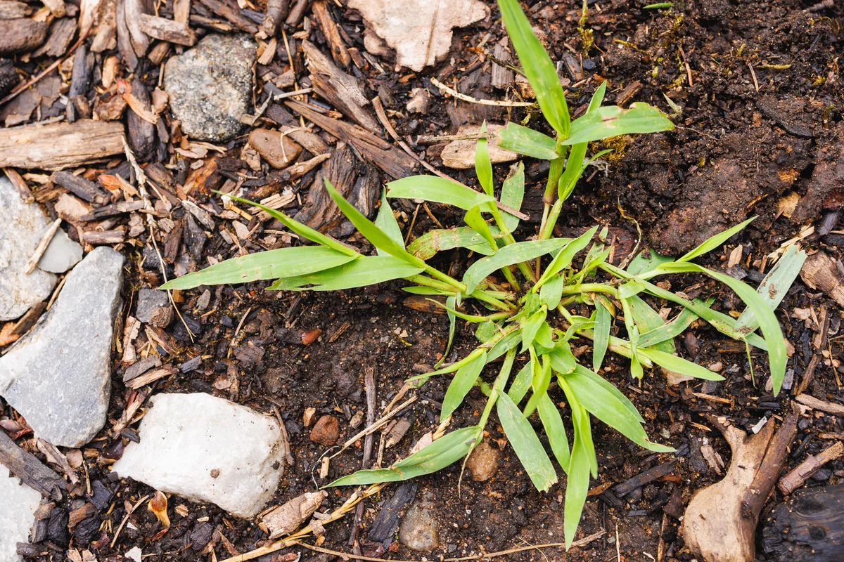Young crabgrass plant (Digitaria sanguinalis) showing wide light-green blades radiating from a central crown