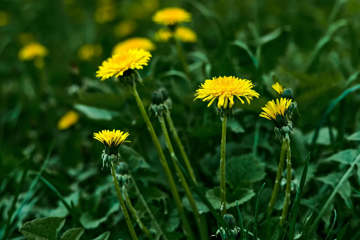 Yellow dandelion flowers blooming in a green Indiana lawn in spring