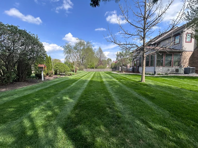 Sprout Lawn customer lawn in Noblesville showing thick weed-free turf after the Purdue-backed split pre-emergent program