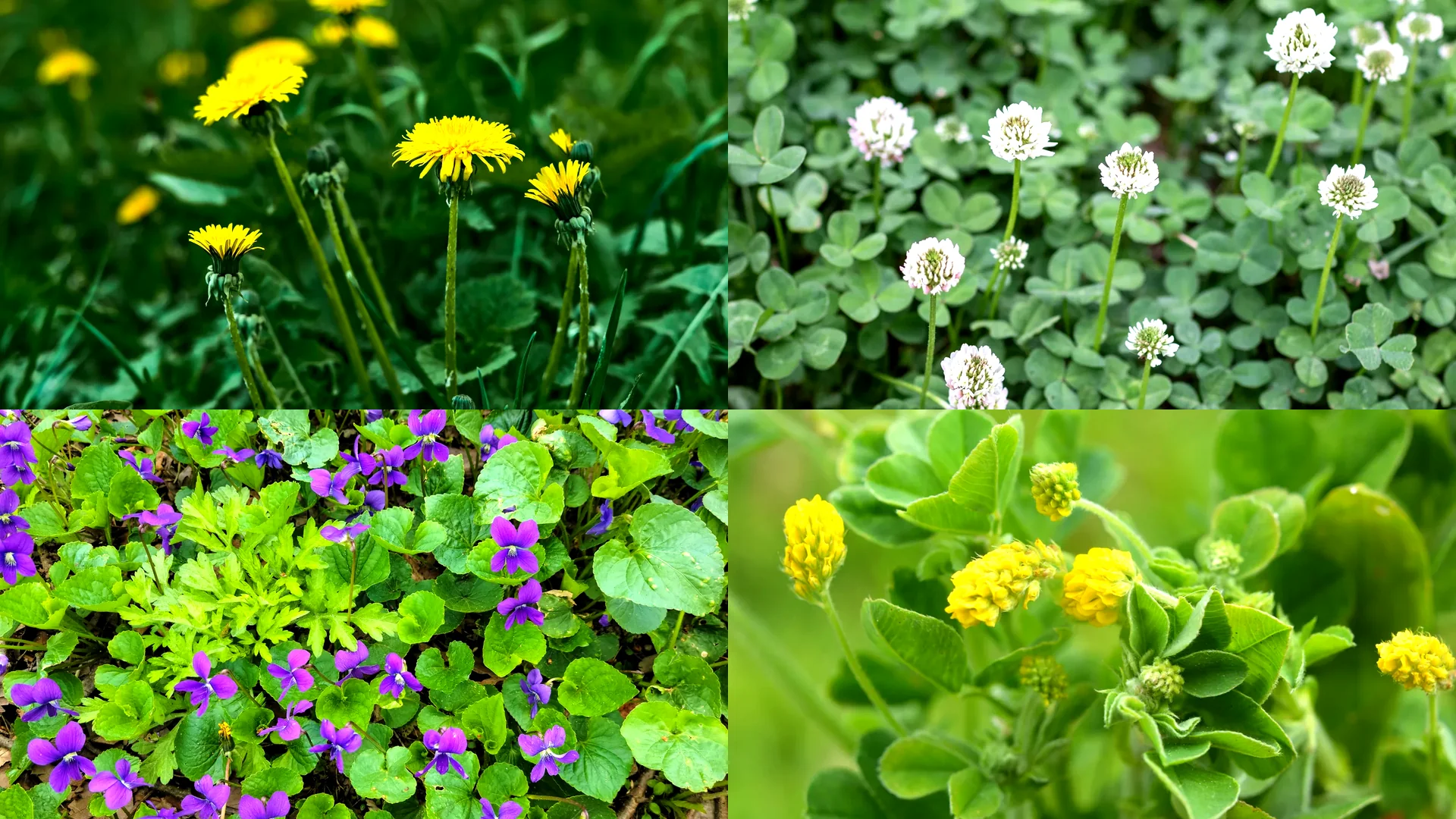 Common Hamilton County lawn weeds montage: dandelion, white clover, wild violet, black medic