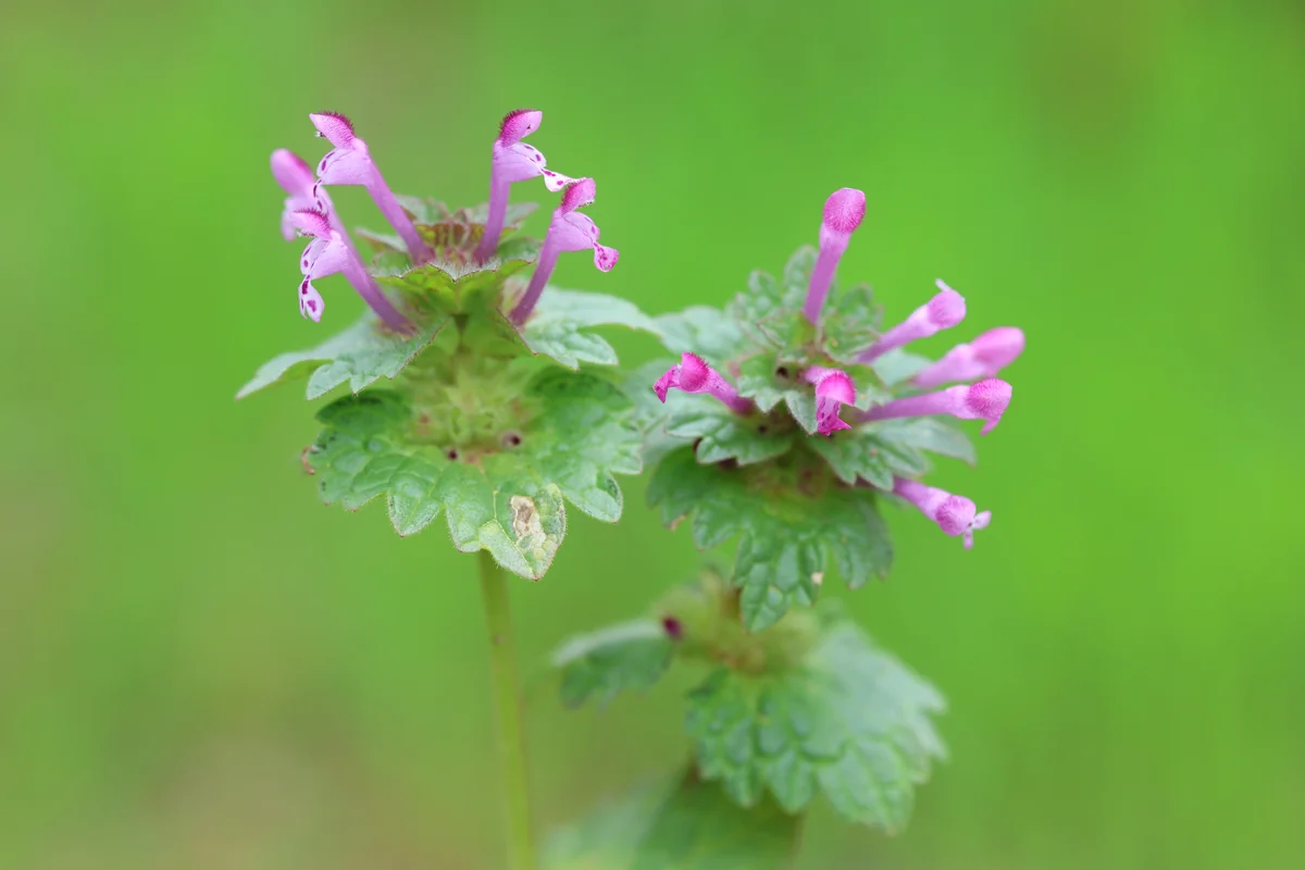 Henbit (Lamium amplexicaule) showing scalloped leaves and small purple tubular flowers in early spring