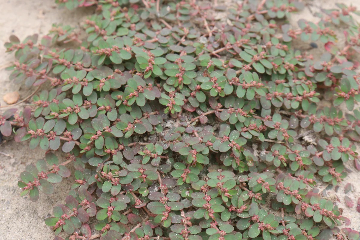 Prostrate spurge (Euphorbia maculata) forming a low mat of small leaves with reddish stems on bare ground