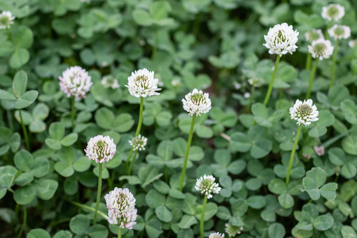 White clover (Trifolium repens) showing three-leaflet leaves and small white flower heads in a Hamilton County lawn