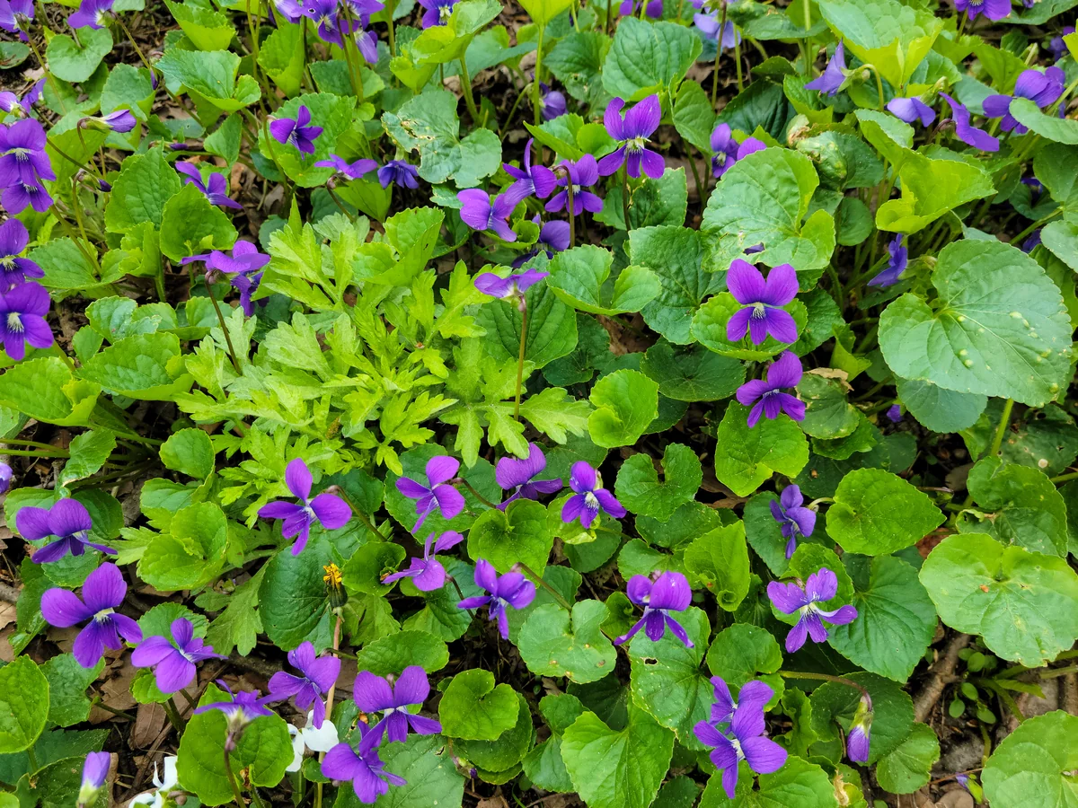 Wild violet (Viola sororia) colony showing heart-shaped leaves and purple flowers in an Indiana lawn