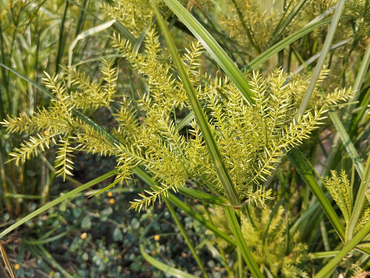 Yellow nutsedge (Cyperus esculentus) seed heads and triangular stems standing above the lawn canopy