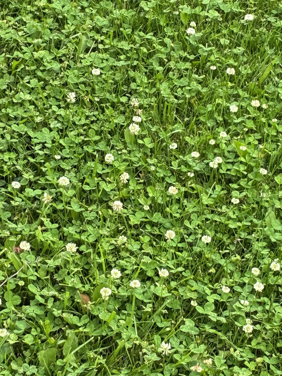 Close-up of white clover showing the three-leaflet leaves and round white flower heads in a Hamilton County lawn