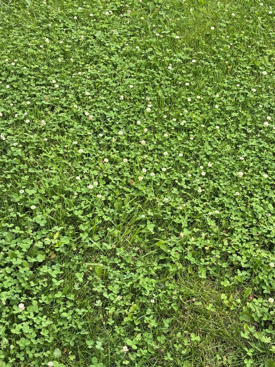 White clover spread densely through a Hamilton County lawn with white flower heads