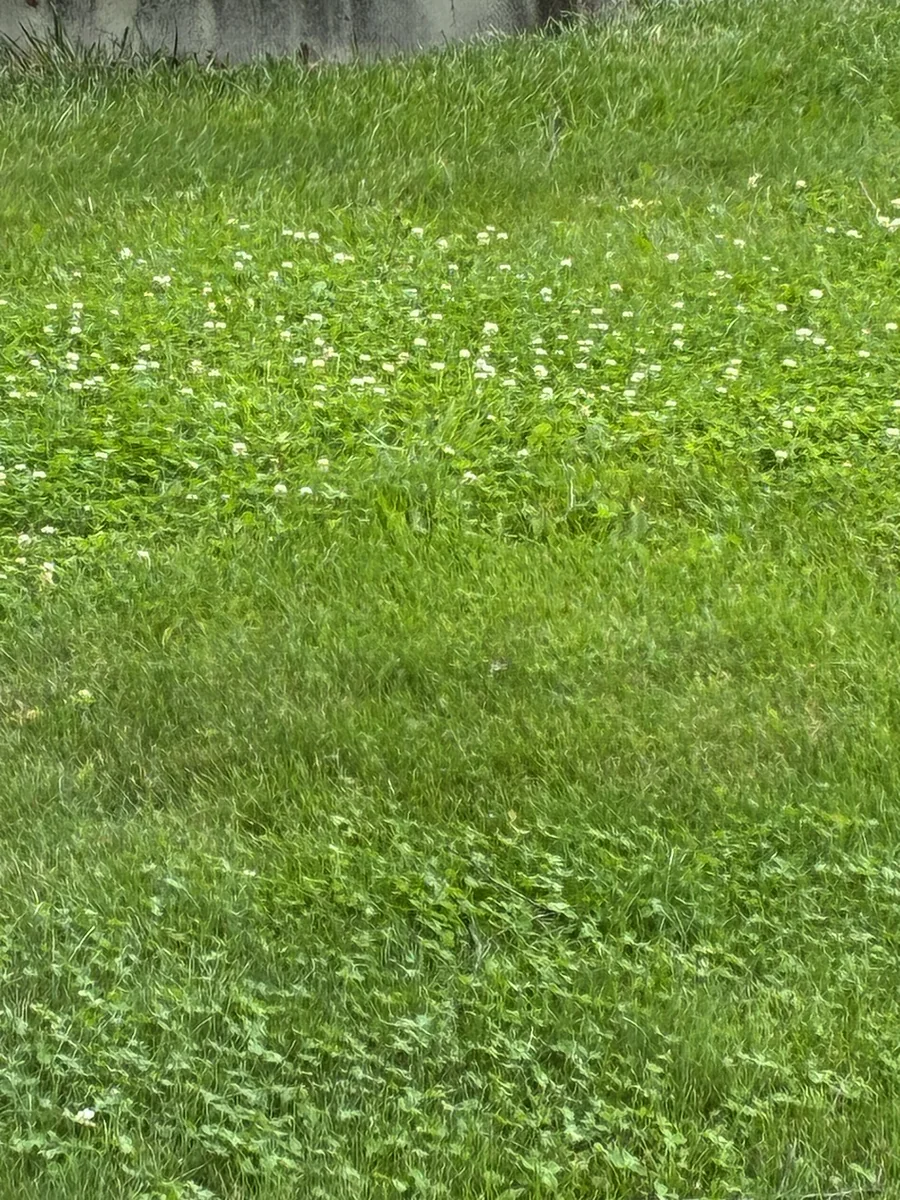 White clover spreading in patches across a Hamilton County lawn with scattered white flowers